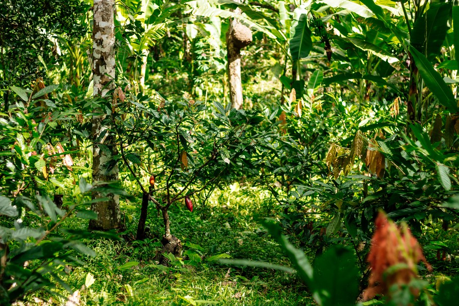 Cultivo de árvores nativas brasileiras gera retorno ao investimento de até 28,4% ao ano