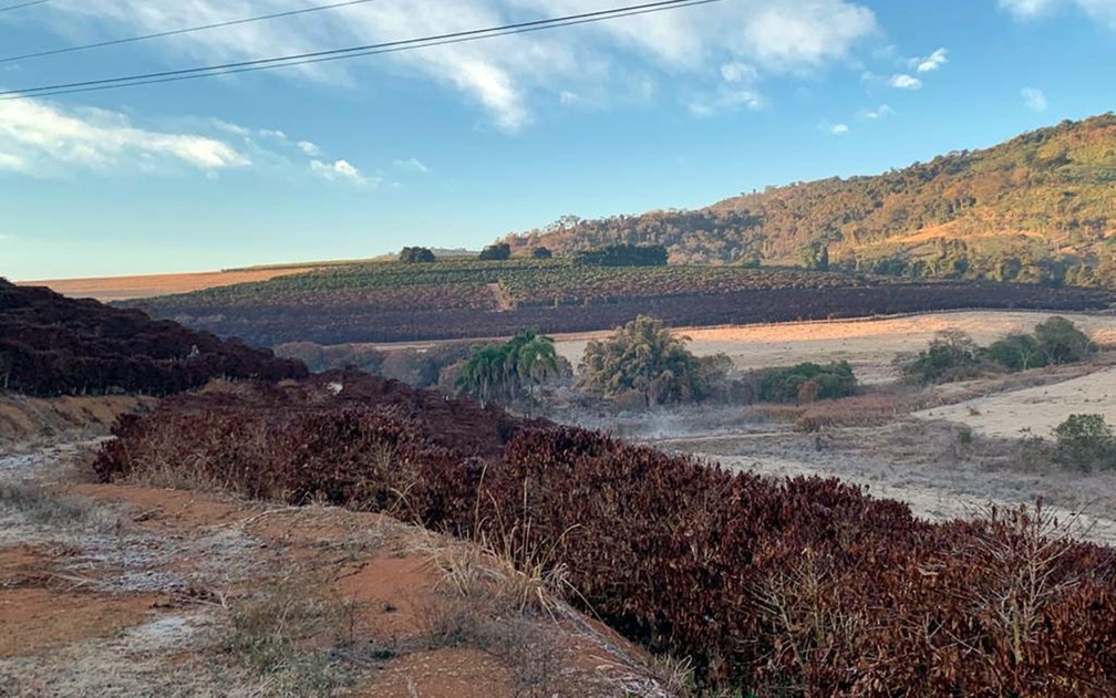 Lavouras de café foram fortemente atingidas pela geada no Sul de Minas — Foto: Fernando Caixeta