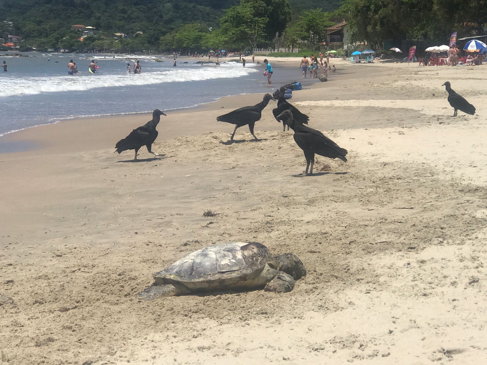 Tartarugas e golfinhos são encontrados mortos no litoral de SC; VÍDEO