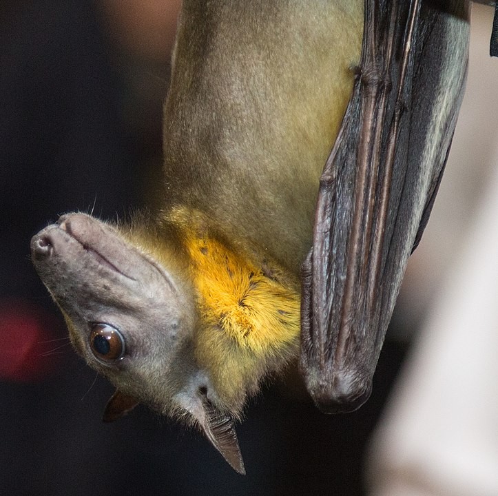 O morcego Eidolon helvum pode carregar o vírus Zika  (Foto: Wikimedia Commons )