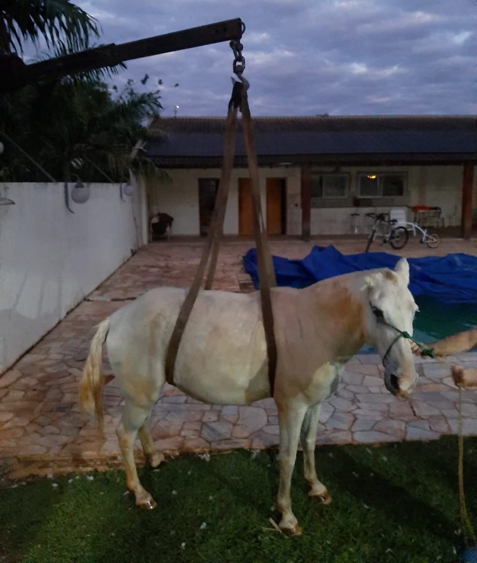 Equipe utilizou um guincho para retirar o cavalo da água em Ibitinga — Foto: Corpo de Bombeiros/Divulgação