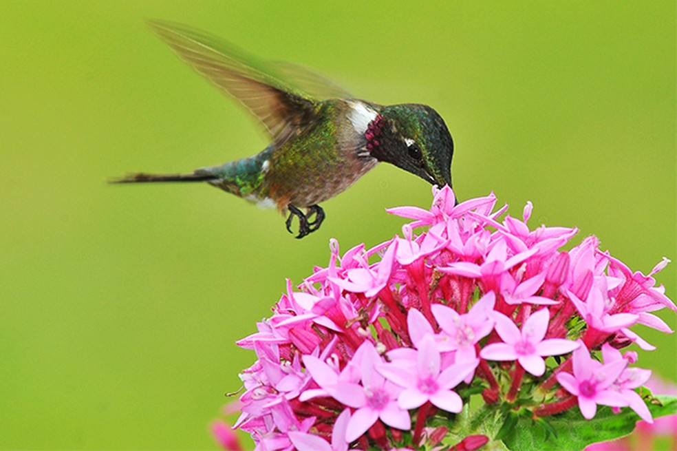 Dieta dos beija-flores consiste em néctar e pequenos insetos — Foto: Rudimar Narciso Cipriani