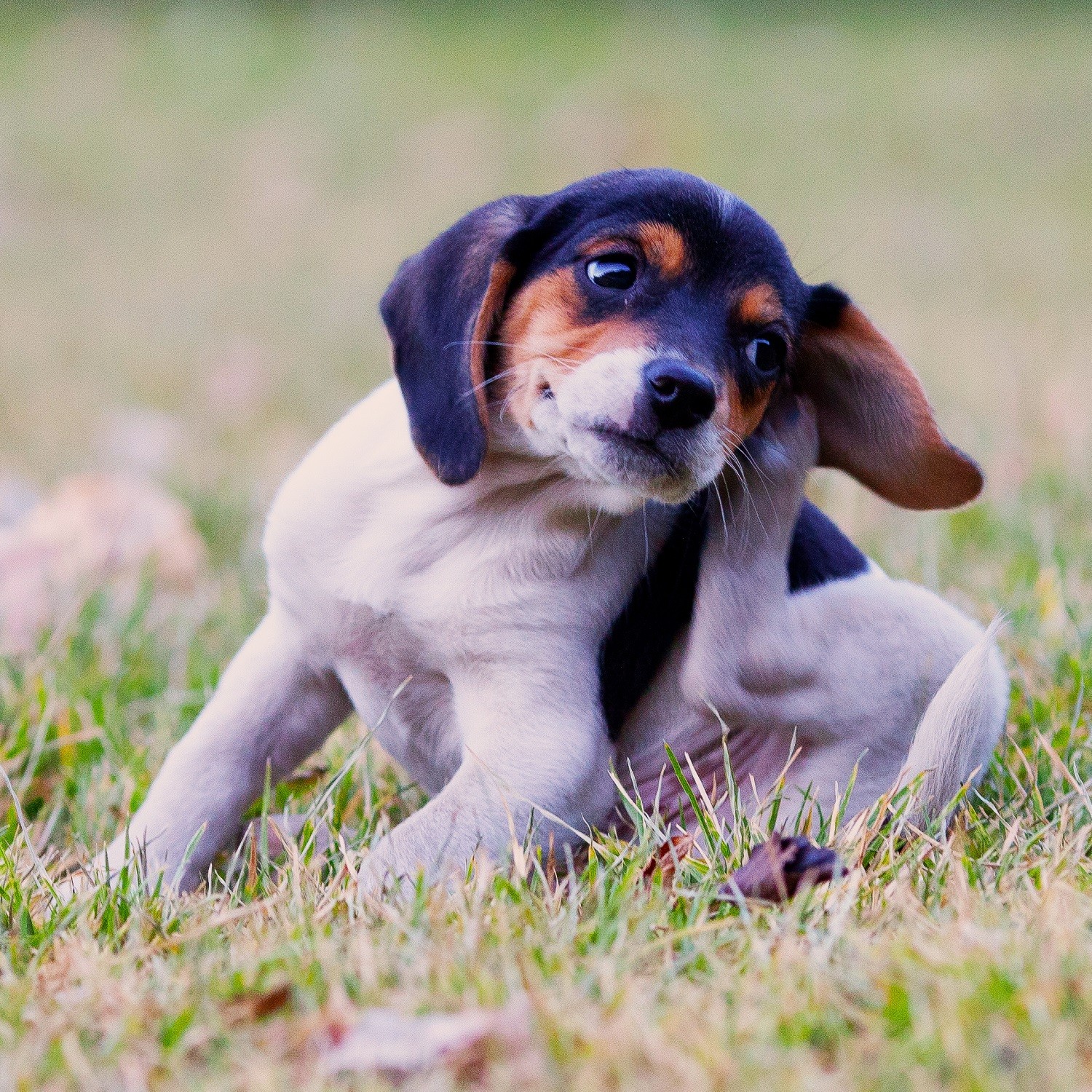 Coceira e lambedura em excesso nos cães são sinais de alerta (Foto: (Flickr / Thomas Hawk / CreativeCommons))