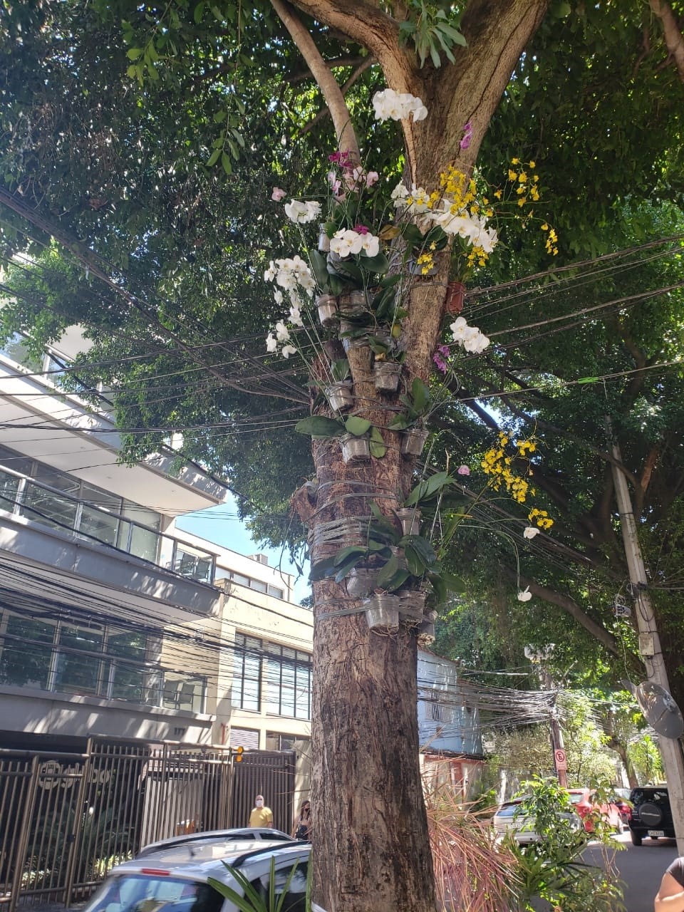 A árvore do vendedor de orquídeas da Rua Lopes Quintas, que morreu de Covid-19
