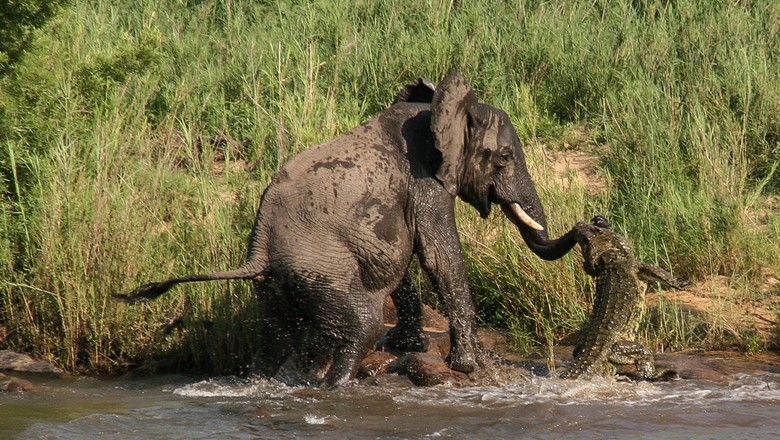 elefante_crocodilo_africa-do_sul_2 (Foto: Greatstock/Barcroft Media)