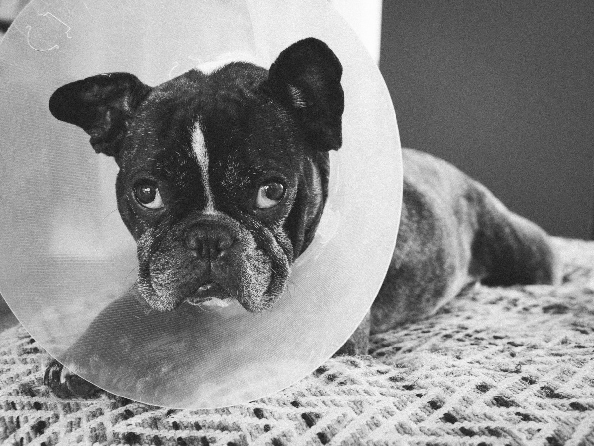 A ninhada de buldogue francês sem pelos pode apresentar problemas graves de saúde (Foto : Pexels/ Michelle Middleton/ CreativeCommons)