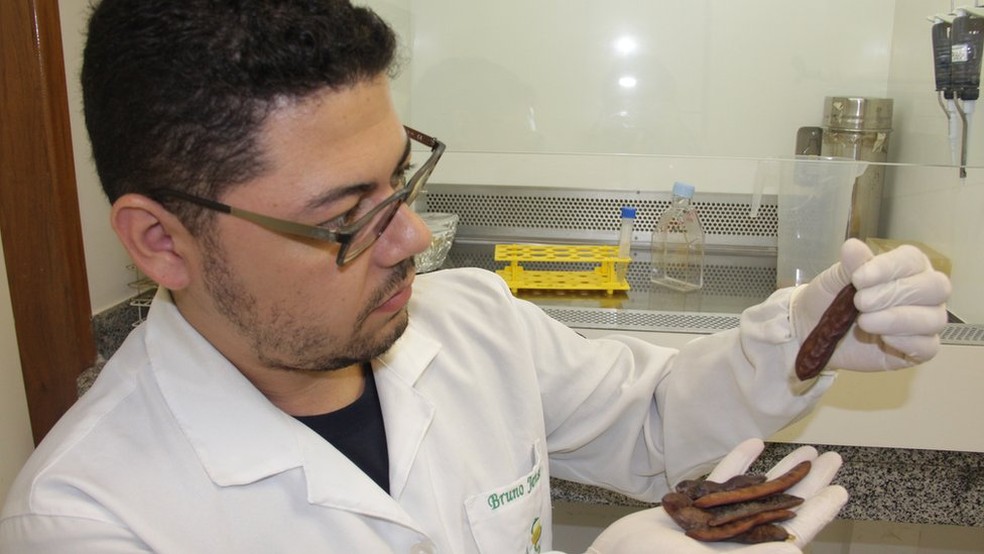 O doutorando Bruno Jensen estuda o jucá como novo fármaco contra leishmaniose (Foto: Luciete Pedrosa/Ascom Inpa)