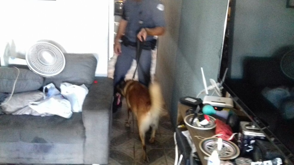 Cão farejador da Polícia Militar ajudou a localizar drogas na residência (Foto: Polícia Militar/Cedida)