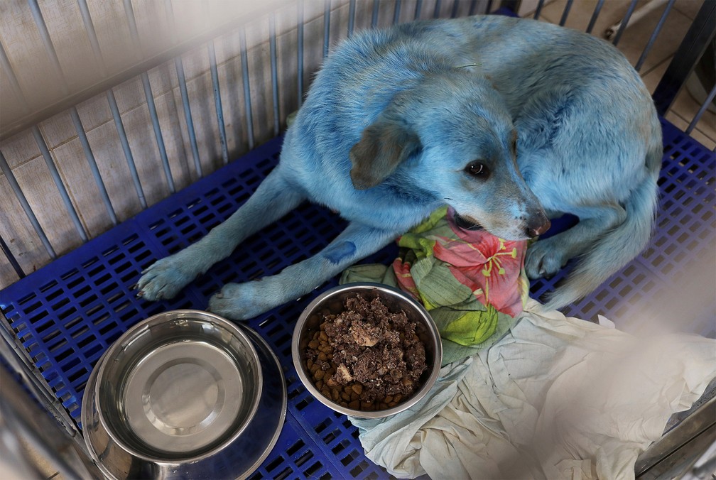 Cão achado com pelagem azul recebe cuidados em uma clínica veterinária de Nijni Novgorod, na Rússia — Foto: Anastasia Makarycheva/Reuters