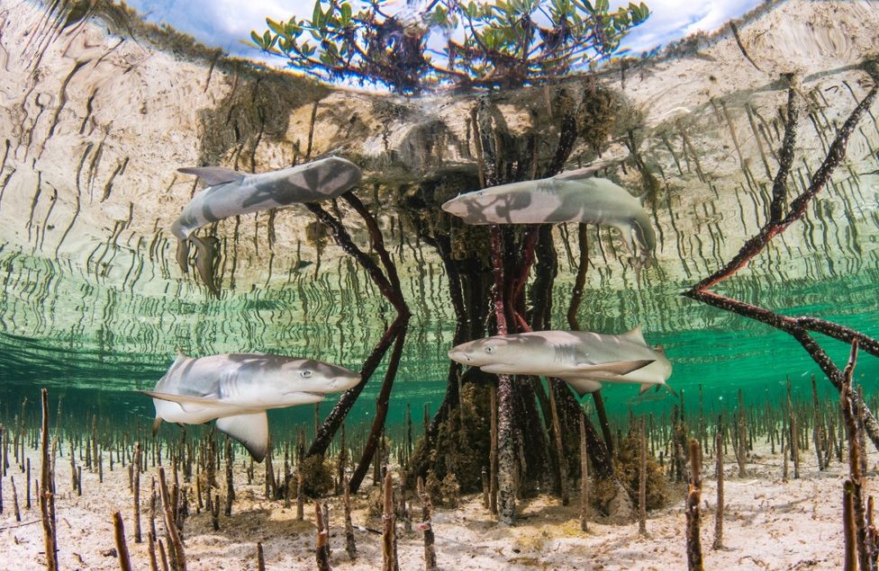 BBC - Anita Kainrath, da Áustria, venceu uma das categorias com a imagem 'Shark Nursery', que mostra filhotes de tubarões-limão em um mangue nas Bahamas (Foto: Anita Kainrath via BBC)