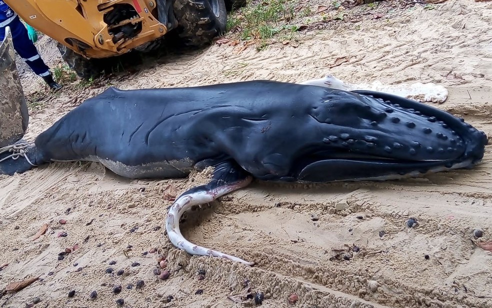 Filhote de baleia jubarte é achado morto em praia de Porto Seguro, na Bahia. — Foto: Arquivo Pessoal 