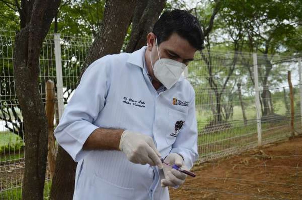 Os estudos estão em fase inicial, mas as expectativas são muito animadoras, de acordo com os pesquisadores — Foto: Divulgação/Uece