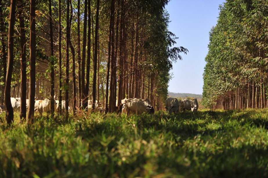 Área com integração lavoura-pecuária-floresta no Brasil. Projeto prevê iniciativas de pecuária sustentável nas Américas