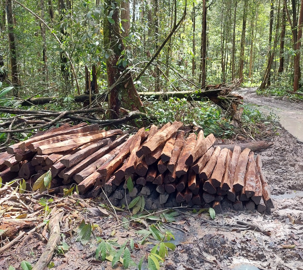 Mato Grosso  o maior fornecedor de madeira nativa do Brasil  Foto: Reproduo / Embrapa Amaznia Oriental