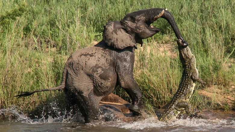 elefante_crocodilo_africa-do_sul (Foto: Greatstock/Barcroft Media)