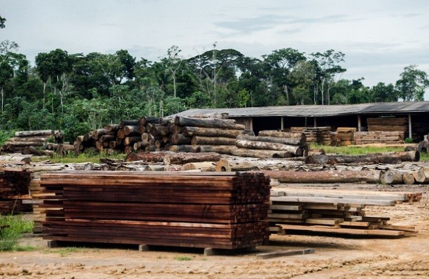 Toras de madeira em pátio de serraria próximas ao município de Colniza, noroeste do Mato Grosso - conflito agrário - terras - reservas - campo (Foto: Marcelo Camargo/ Agência Brasil)