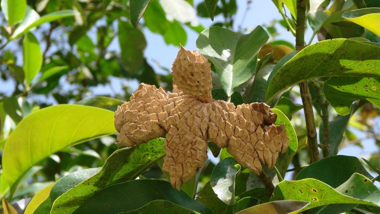 Magnolia ovata - pinha-do-brejo (Foto: Flickr/João Medeiros/Creative Commons )