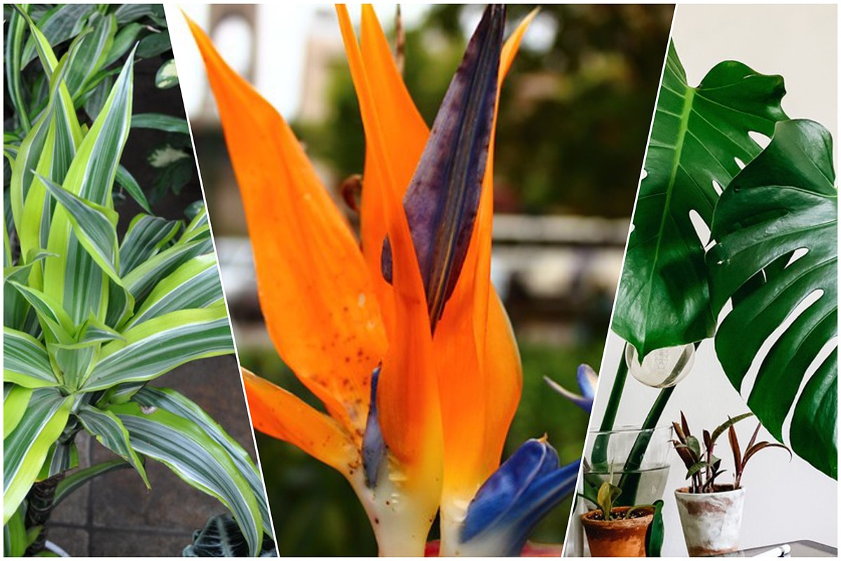 Plantas tropicais: 11 espécies nativas para cultivar no seu jardim! - Casa  e Jardim | Plantas