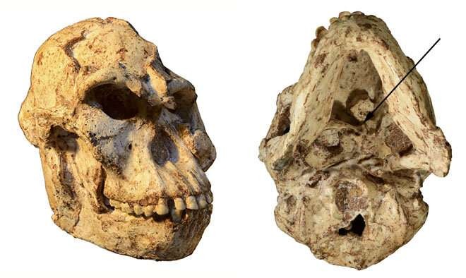Little Foot: crânio de 3 milhões de anos traz informações sobre Australipitecos (Foto: Divulgação/R.J. Clarke)