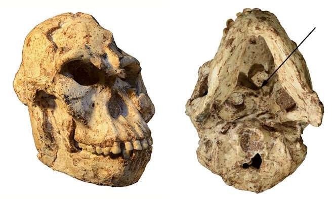 Deformação em fóssil mais completo de Australopiteco pode ser