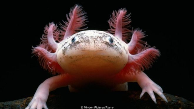 BBC: Aparência dos axolotes divide opiniões — para alguns, eles são adoráveis, para outros, criaturas bizarras (Foto: MINDEN PICTURES/ALAMY VIA BBC)