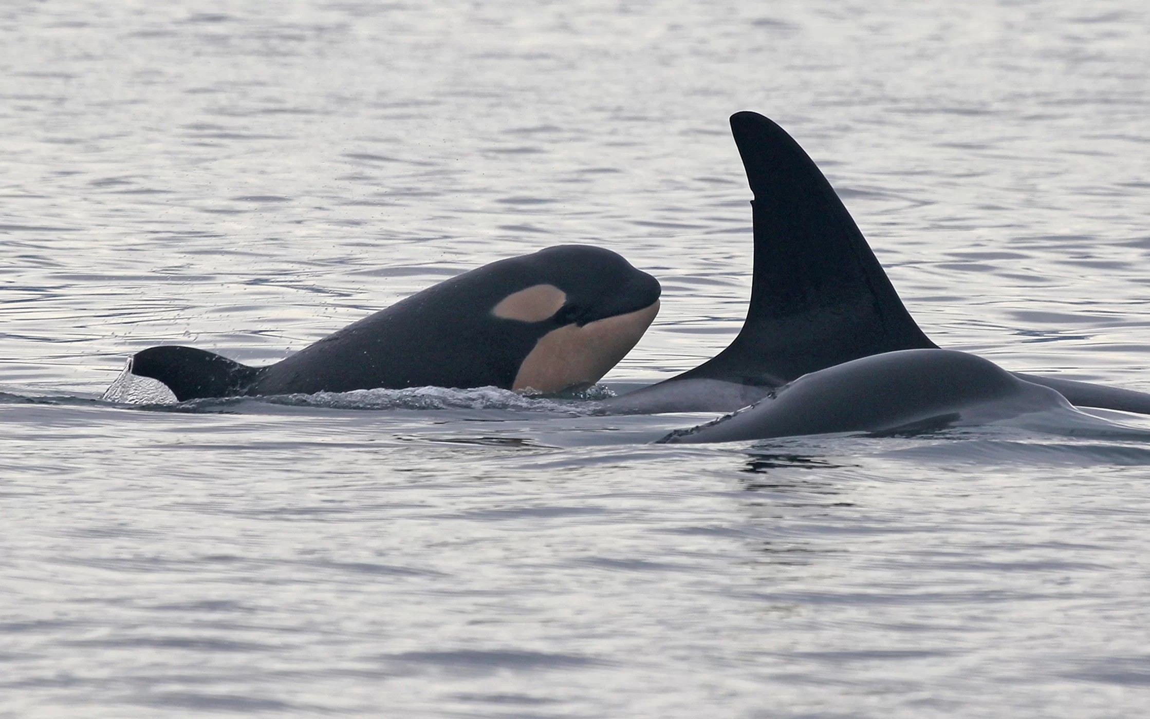 Cientistas estão preocupados com a sobrevivência da orca bebê (Foto: Center for Whale Research)