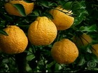 Variedade de tangerina gigante diversifica a lavoura no RS