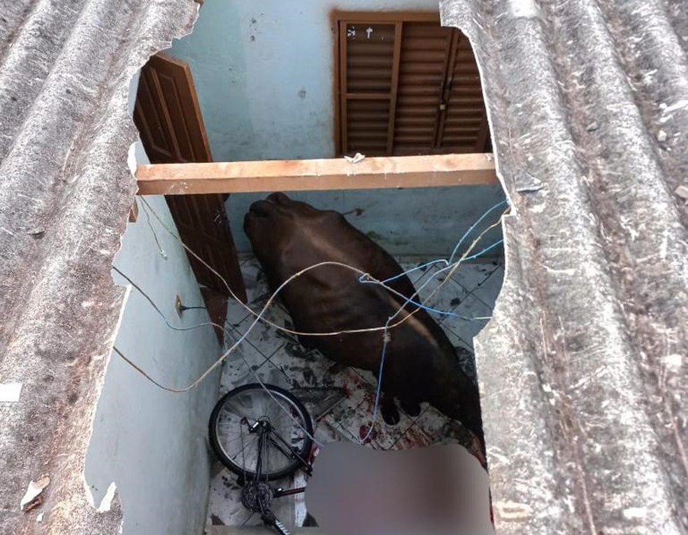 Vaca caiu do telhado, em Londrina — Foto: Mônica Dau/RPC