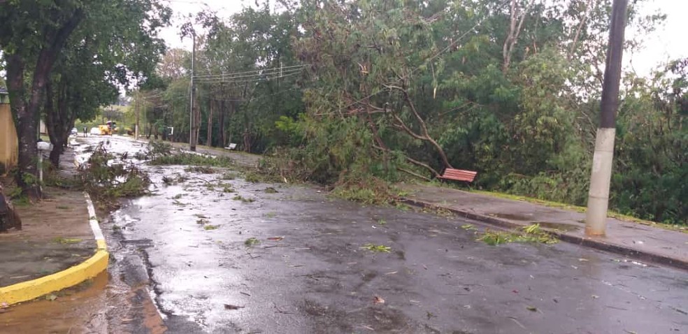 Em Taciba, houve a queda de árvores — Foto: Domingos Vieira/Cedida
