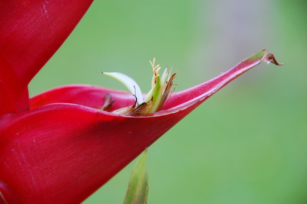Heliconia bihai — Foto: skibler on VisualHunt.com