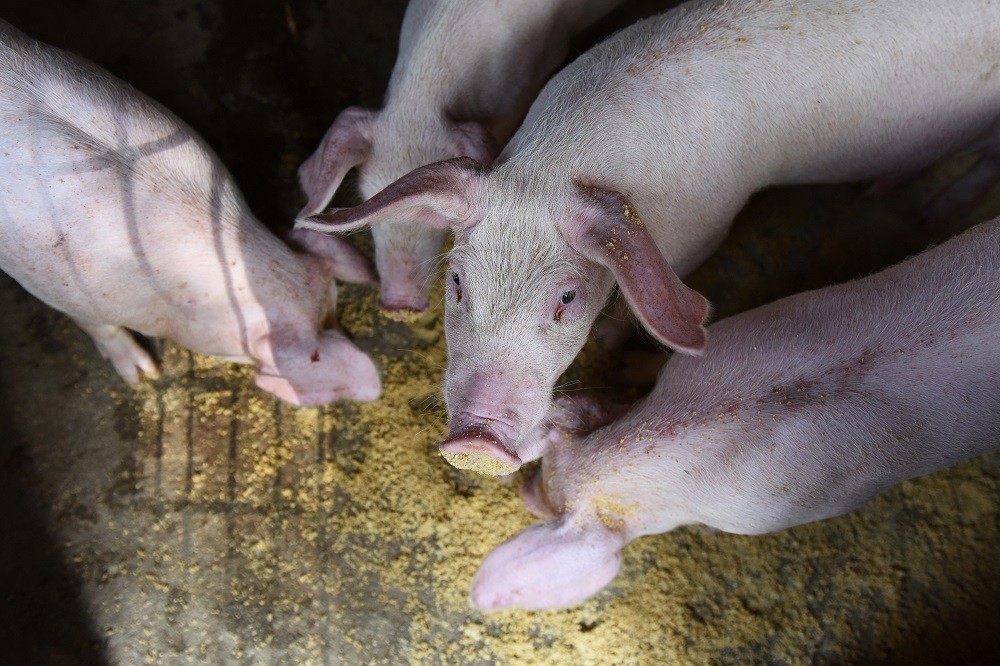 Criação de suínos em Fuyang, China (Foto: REUTERS/Stringer)