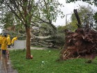 Temporal derruba árvore de grande porte em Palmeira das Missões, RS