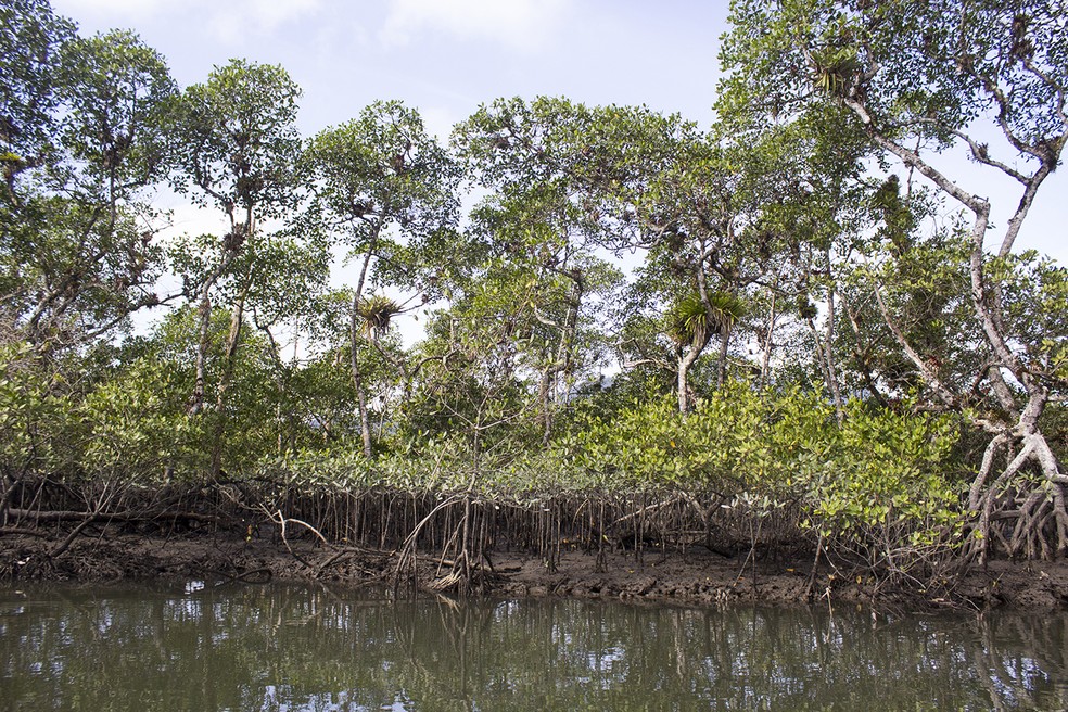 Parada para observar o mangue mais de perto. — Foto: Marcio Kubo