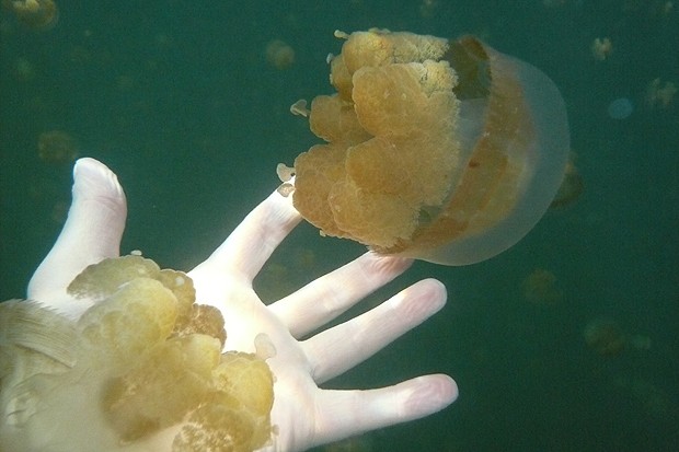 É possível tocar nas águas-vivas, sem perigo (Foto: Creative Commons)