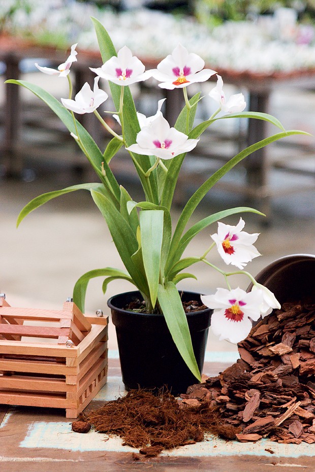 Como plantar orquídeas em vasos de plástico - Casa e Jardim | Paisagismo