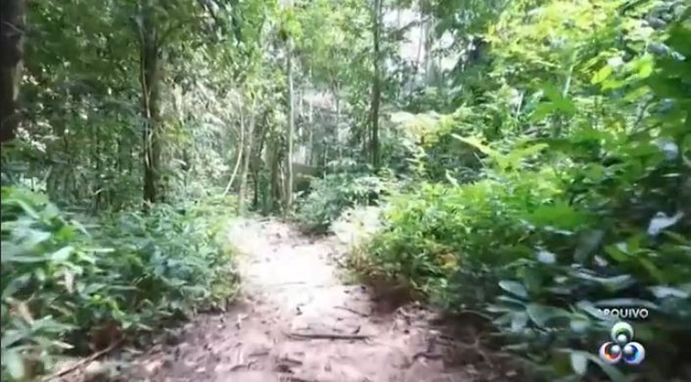 Fundo da AmazÃ´nia recebe doaÃ§Ãµes de paÃ­ses como Alemanha e Noruega para aÃ§Ãµes contra desmatamento no Brasil  â€” Foto: ReproduÃ§Ã£o