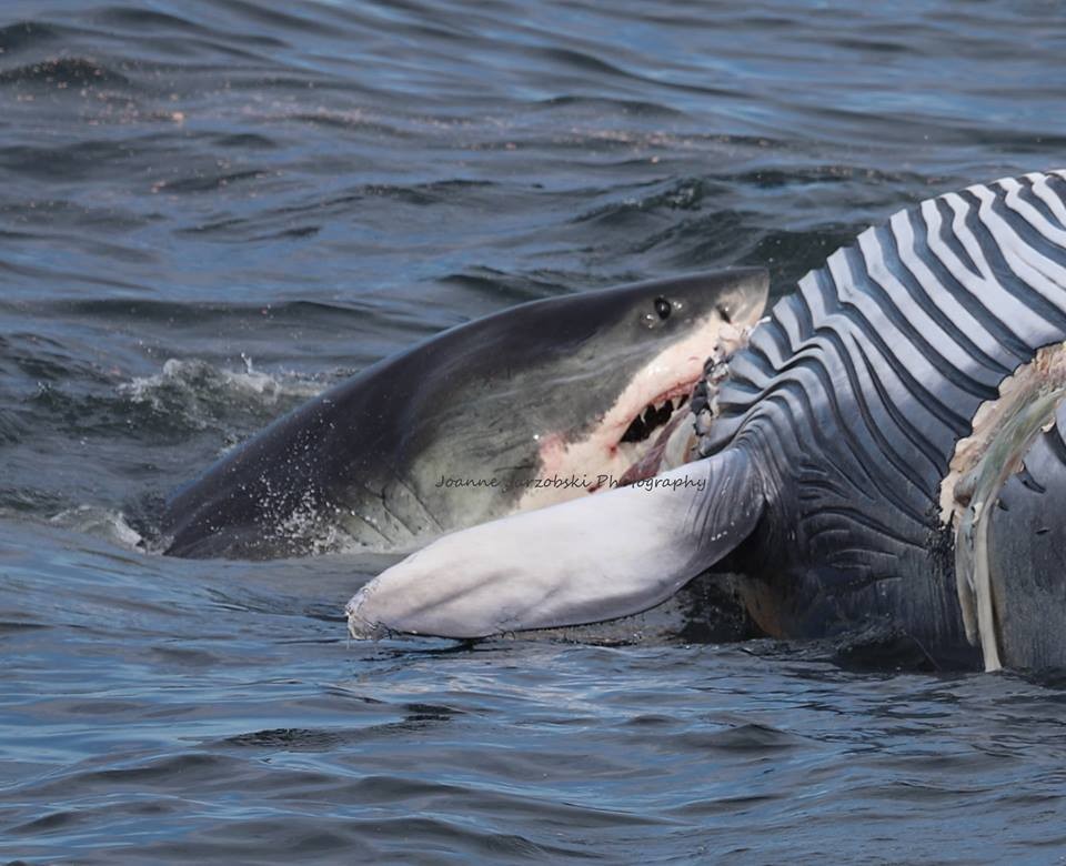 Foto registra tubarão branco se alimentando de baleia morta (Foto: Joanne Jarbozki)