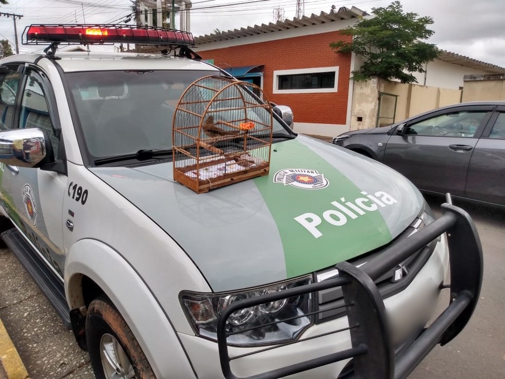 Mulher é detida suspeita de manter uma ave silvestre em cativeiro em Angatuba — Foto: Polícia Militar Ambiental/Divulgação