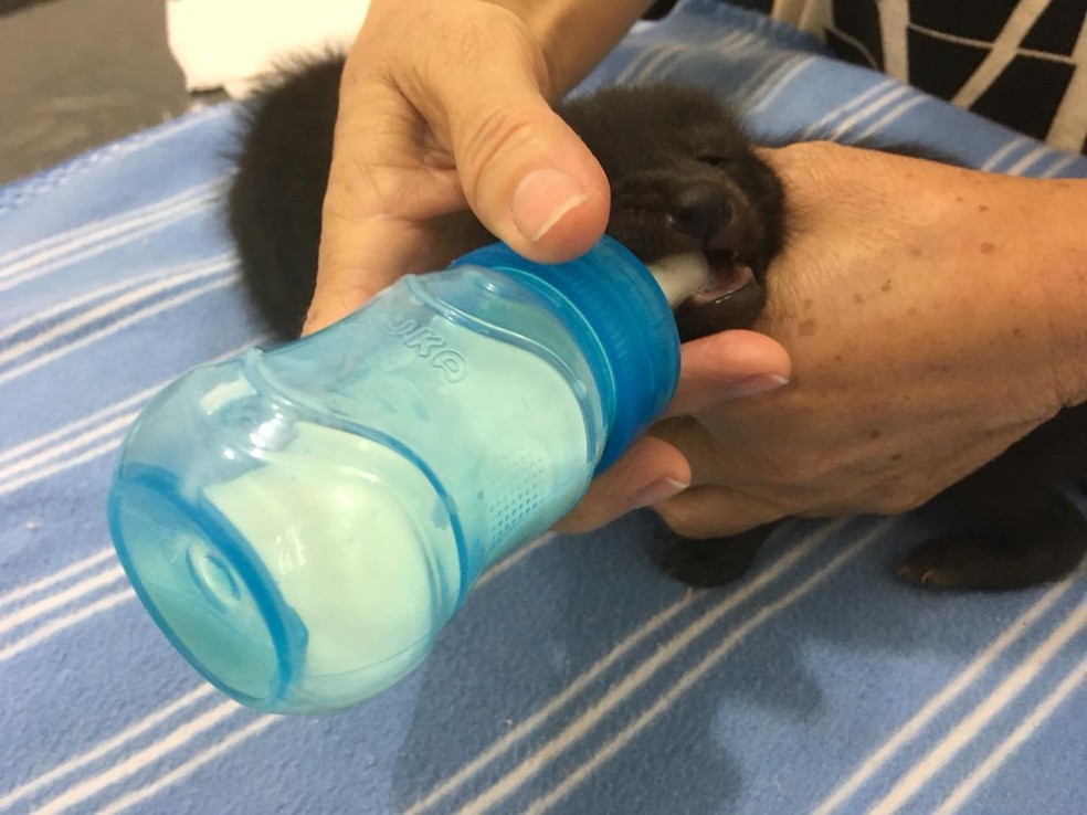 Filhotes de cachorro-do-mato recebem tratamento em clínica veterinária — Foto: Carlos Volpi/TV Fronteira
