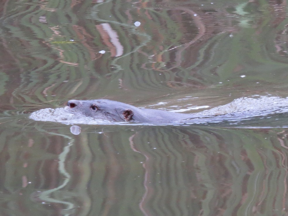 Lontra é mamífero semiaquático que distribui-se por quase todo o país — Foto: Antônio Villas Boas