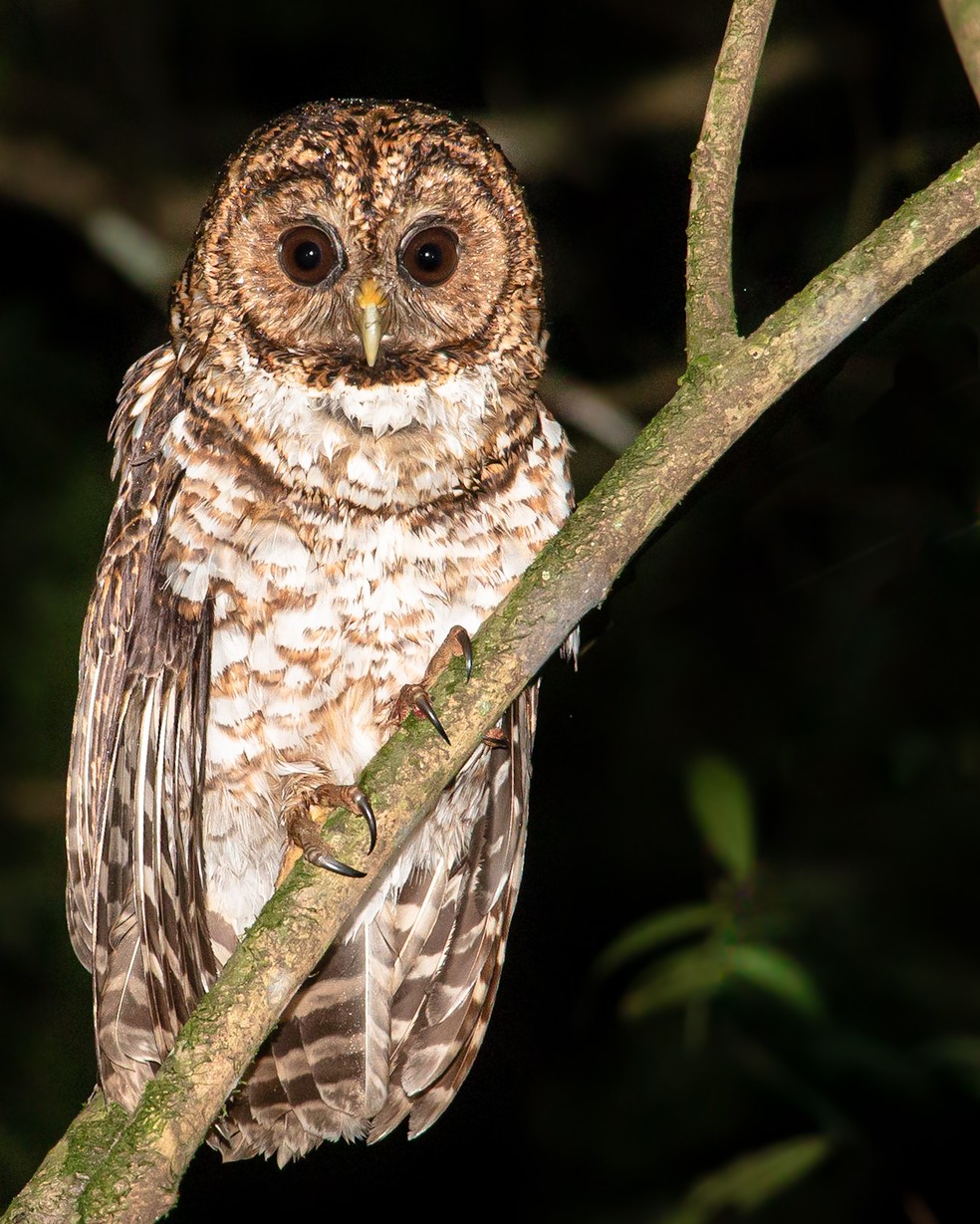 As corujas são as espécies favoritas de Guilherme, que diz adorar o desafio de fotografar a ave no período da noite. — Foto: Guilherme Andrighetto/Arquivo Pessoal