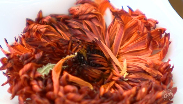 tinctura calendula din reeta varicoza
