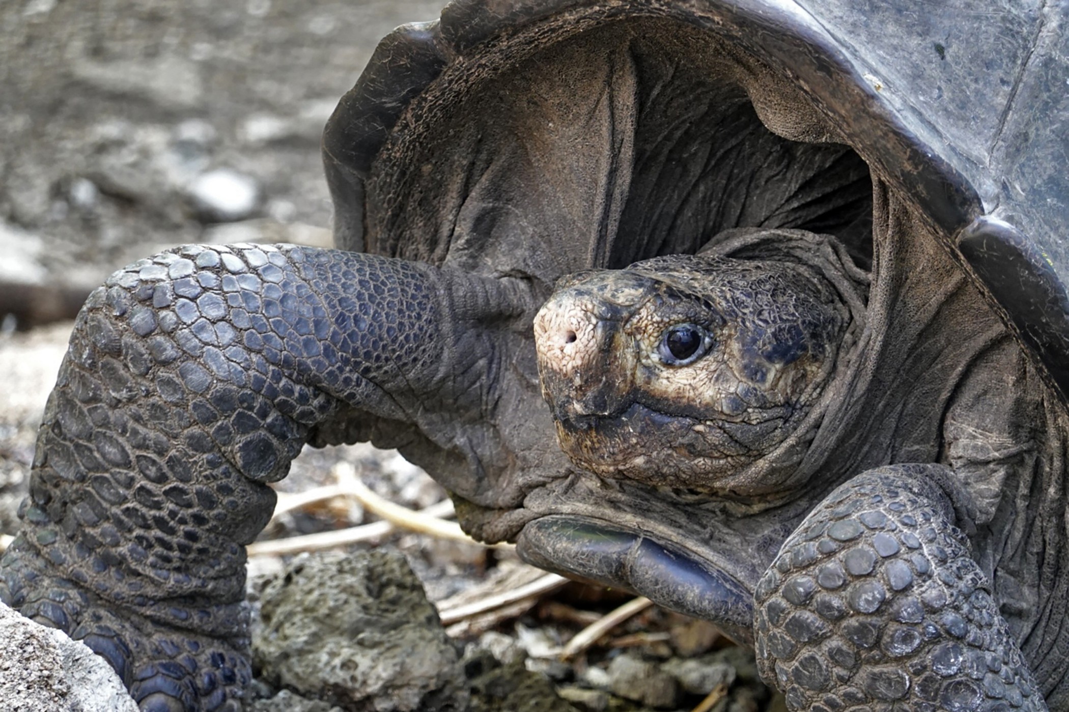 Tartaruga considerada extinta há 100 anos ainda existe em Galápagos, diz Equador thumbnail