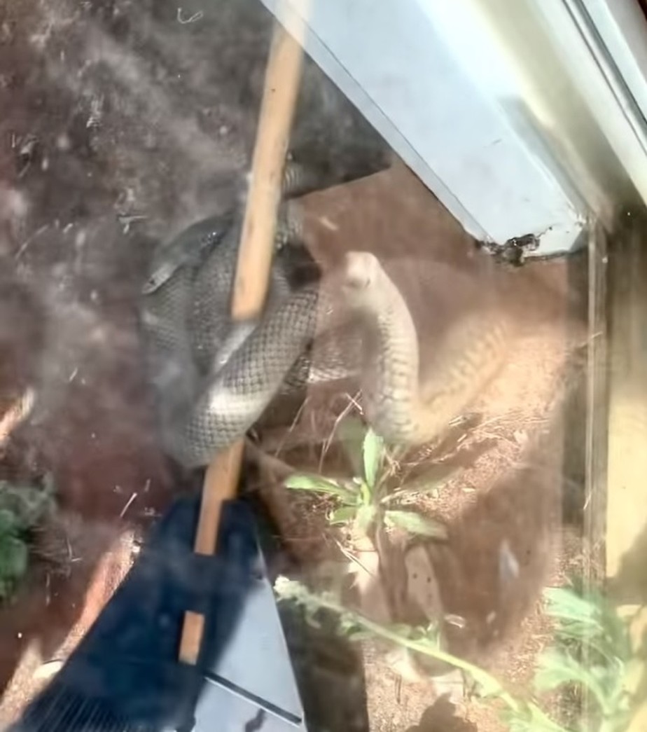 Cobra batendo em porta de vidro de casa na Austrália