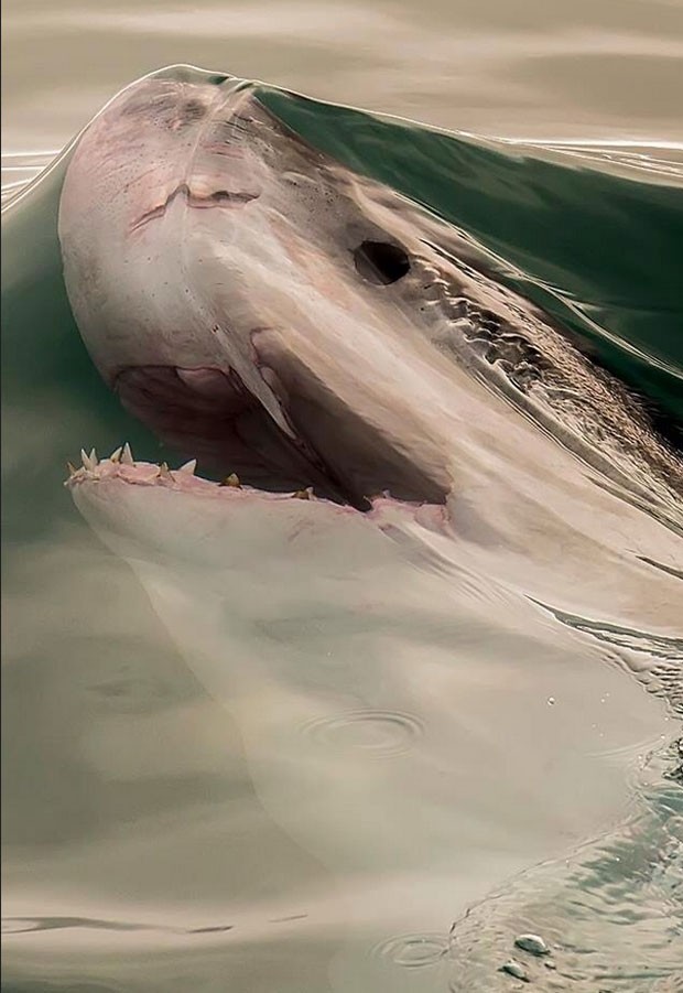 Foto de um tubarão que parece uma pintura faz sucesso no Reddit (Foto: Reprodução/Reddit/Matt_Dave)