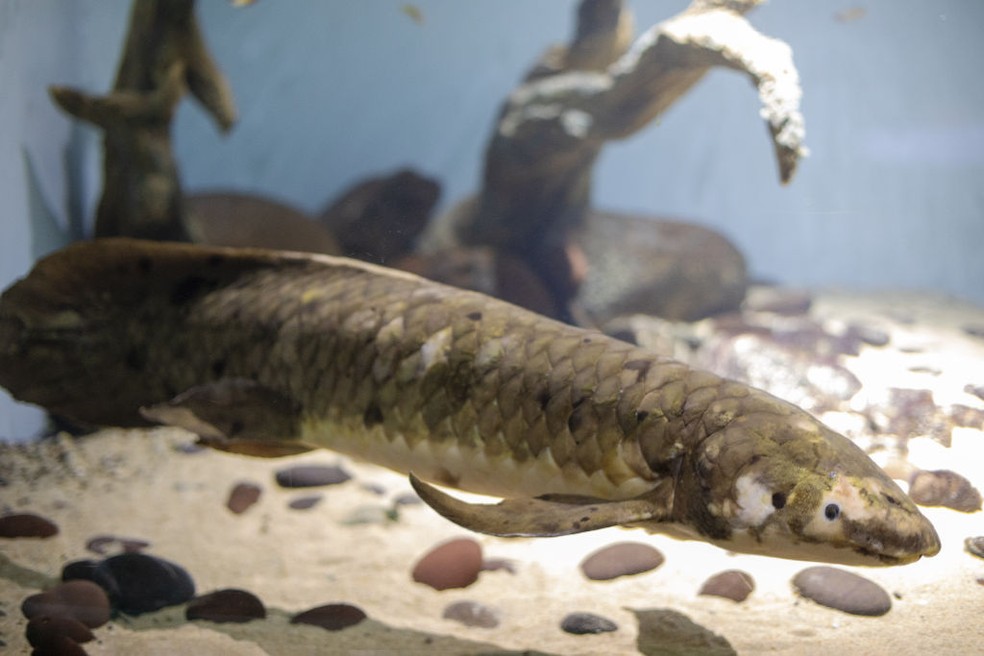 Matusalém, peixe de aquário mais antigo do mundo — Foto: Anadolu Agency / GettyImages