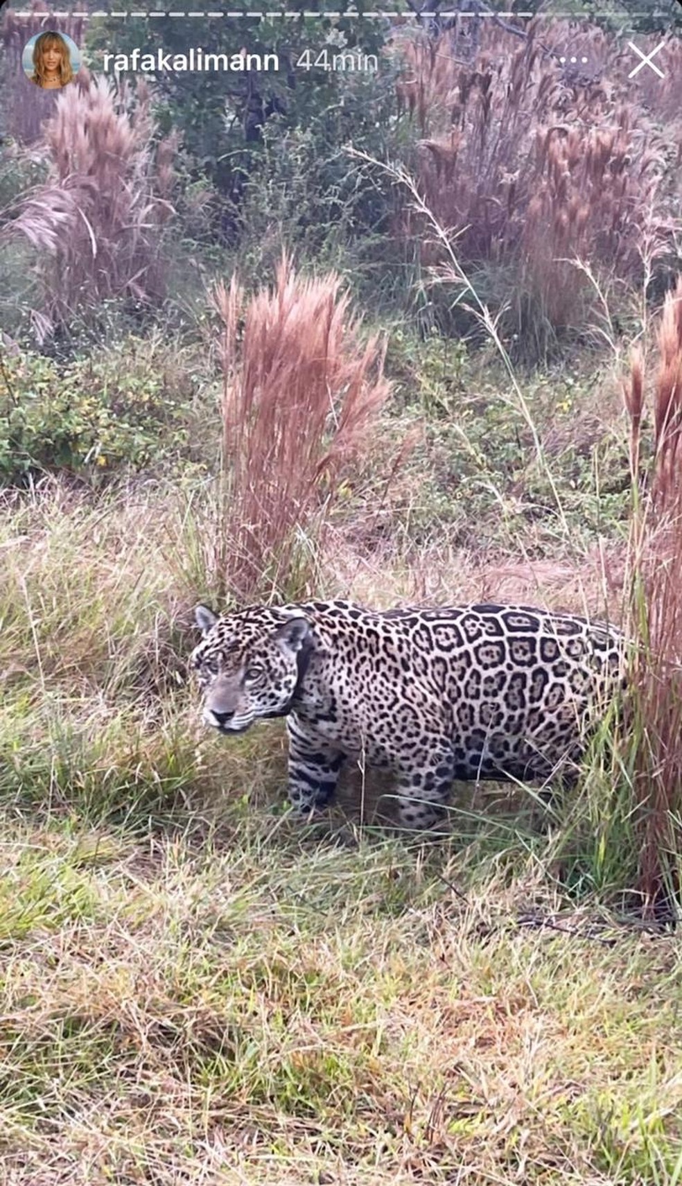 Uma das onças fotografadas por Kalimann tem uma espécie de colar, que serve para que os pesquisadores monitorem o animal — Foto: Rafa Kalimann/Redes Sociais