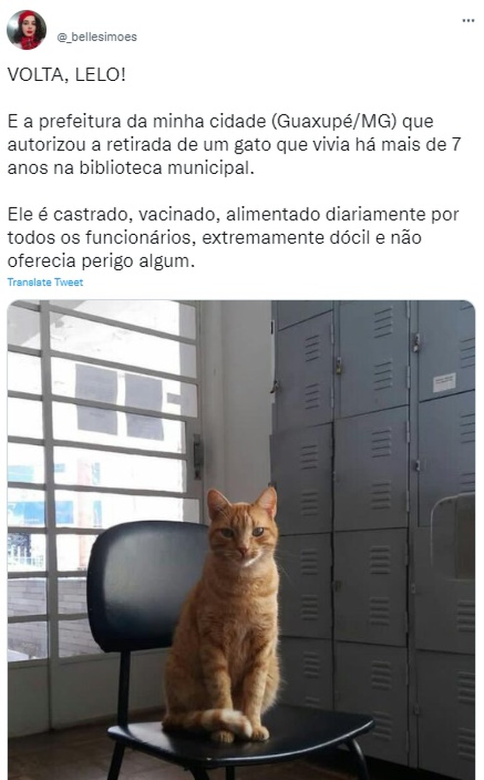 Moradora de Guaxupé questiona decisão da prefeitura sobre o gato que vivia na biblioteca — Foto: Reprodução/Redes sociais
