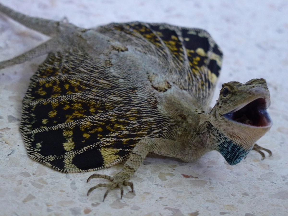 Dragão da vida real? Pequeno réptil vive na Ásia e tem habilidade de ...