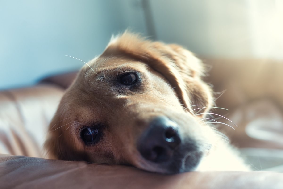 Cachorros podem se afastar do tutor como reação a alguma situação que os deixou tristes (Foto: Unsplash/ REGINE THOLEN/ CreativeCommons)